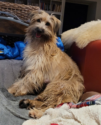 Étalon Berger des Pyrenees à poil long - Silly Sheep De La Mesta Pastores