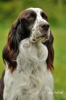 Étalon Epagneul Français - PHOENIX Du Domaine De Lou Meou