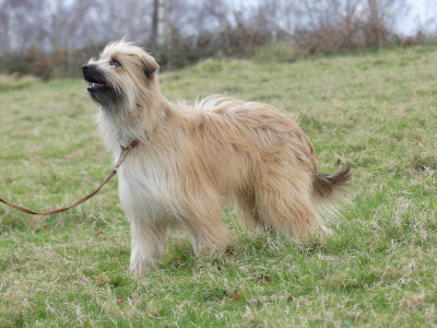 Étalon Berger des Pyrenees à poil long - TAÏKO (Sans Affixe)
