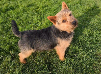 Étalon Norwich Terrier - alta carya (fci) Somebody to Love aka Vlad