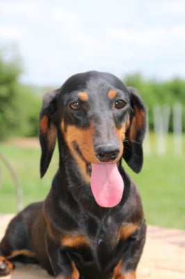 Étalon Teckel poil ras - SMILEY de la Garenne en Hurepoix