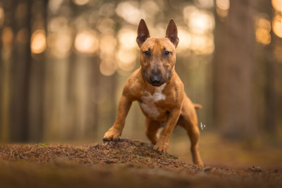 Étalon Bull Terrier Miniature - Deiz Al Lid Va Bravig ruz Vaqueyras