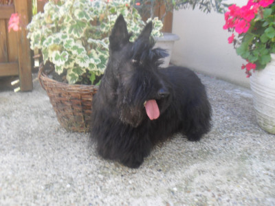 Étalon Scottish Terrier - Pietra de l'escale fleurie
