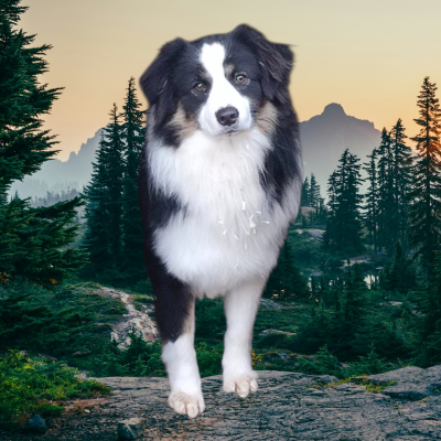 Étalon Berger Américain Miniature - ATLANTA Du Cap d'Or