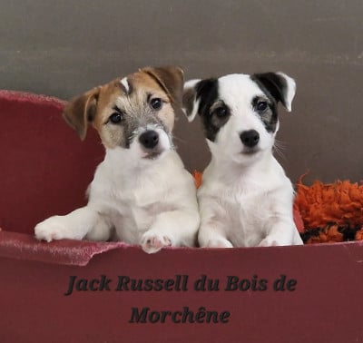 Vadrouille Du Bois De Morchène