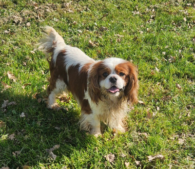 Étalon Cavalier King Charles Spaniel - UGGY de l'eden de malizia