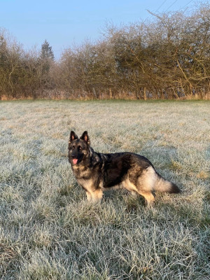 Étalon Berger Allemand Poil Long - pepper la légende du loup noir