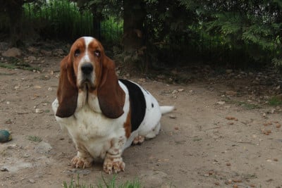 Étalon Basset Hound - Unger game Di Vendra Nera