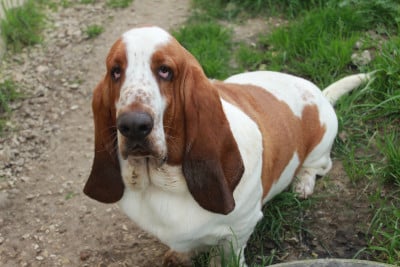 Étalon Basset Hound - Absolème du domaine du bois doré Du Domaine Du Bois Dore