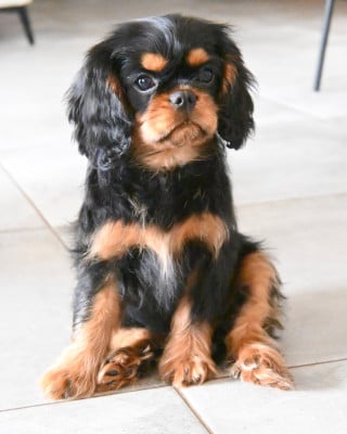 Étalon Cavalier King Charles Spaniel - Anah Stasia Des Rêves D'inter Nos