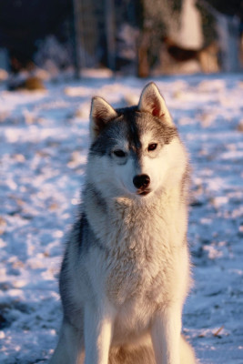 Étalon Siberian Husky - Universe Under Control of The Land Of Wolves