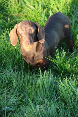 Étalon Teckel poil ras - mystic-bull GUCCI