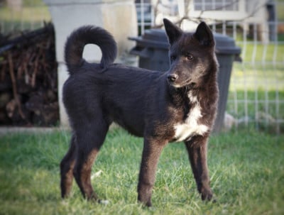 Étalon Canaan Dog - Aela World-Eater's Doom Des Sentinelles D'Aeldorah