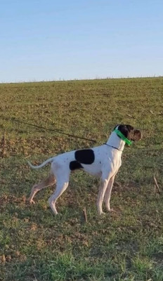 Étalon Pointer - Orfeo de Coucareille