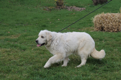 Étalon Golden Retriever - Aravis Du rivage des mille etangs