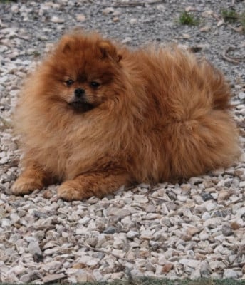 Étalon Spitz allemand - Aston Martin De L'esquisse Sauvage