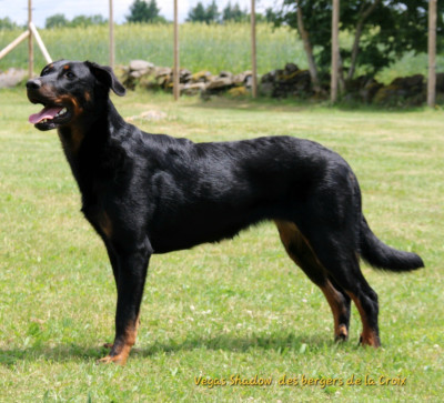 Étalon Berger de Beauce - Vegas Shadow Des Bergers De La Croix