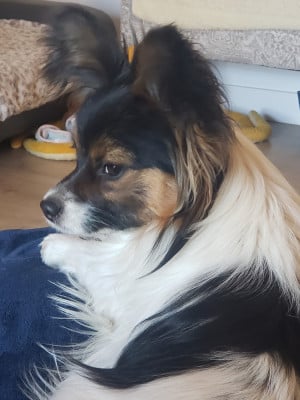 Étalon Epagneul nain Continental (Papillon) - Vaïs des Plaines Du Minervois