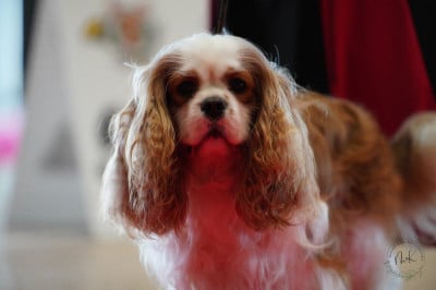 Étalon Cavalier King Charles Spaniel - sunny dit stangala De La Baie De Luya