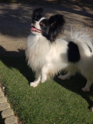 Étalon Epagneul nain Continental (Papillon) - Vroom Des Terres D'Atimys