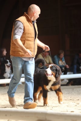 Étalon Bouvier Bernois - Vendy Du Verger Des Beaurepaires