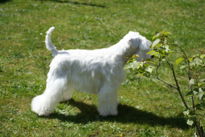 Étalon Schnauzer miniature - zara z bieleho domu (Sans Affixe)
