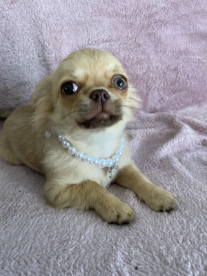 Étalon Chihuahua - V'GINGER Star Pyla