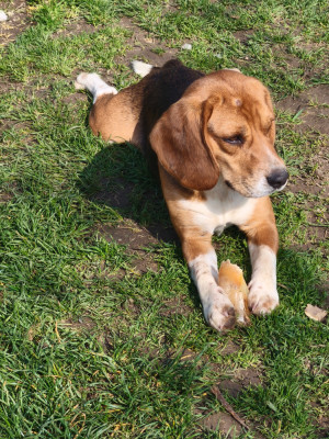 Étalon Beagle - Aïko Des Balcons De La Prairie