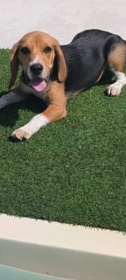 Étalon Beagle - Aïko Des Balcons De La Prairie}