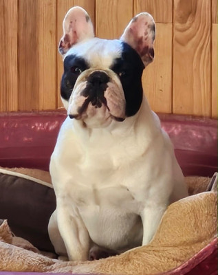 Tom du vallon des furby's