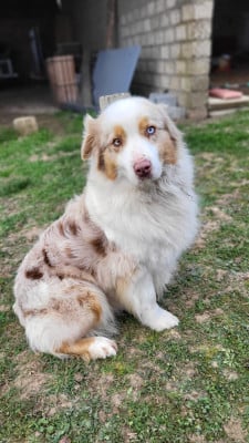 Étalon Berger Australien - RUBY De La Forêt Qui Chante