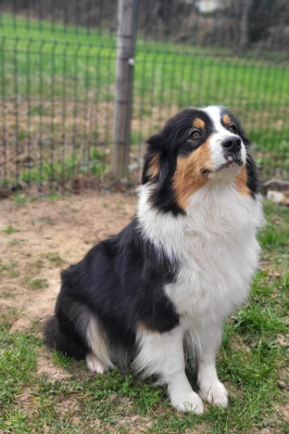 Étalon Berger Australien - UNEIGE Pepite De La Chaigne