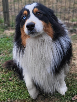 Étalon Berger Australien - ULIO De La Forêt Qui Chante