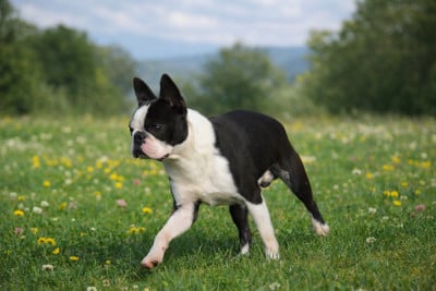 image de Vas y Béco