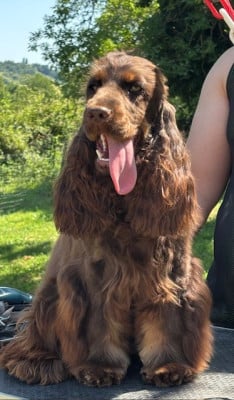 Étalon Cocker Spaniel Anglais - Vahiné Du Mas Destiny