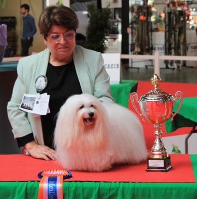 Étalon Coton de Tulear - CH. UNA STORIA BELLA du Castel de la Roche aux Fées