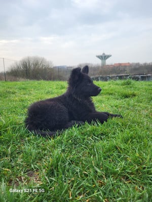 Étalon Berger Allemand Poil Long - Belladonne De L'Ancienne Génération