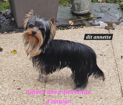 Étalon Yorkshire Terrier - AMBRE DIT ANNETTE Des P'tits Bouts D'amour
