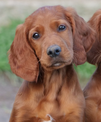 Étalon Setter irlandais rouge - B? Du bois de balisy