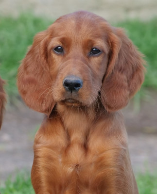 Étalon Setter irlandais rouge - BB Du bois de balisy