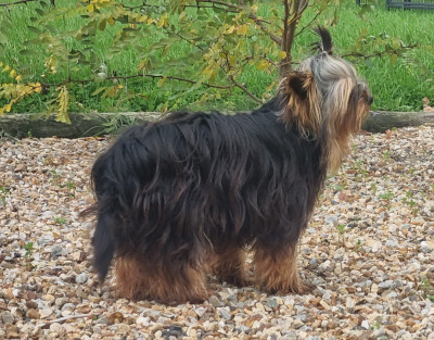 Étalon Yorkshire Terrier - ATOL Du logis de beaumanoir
