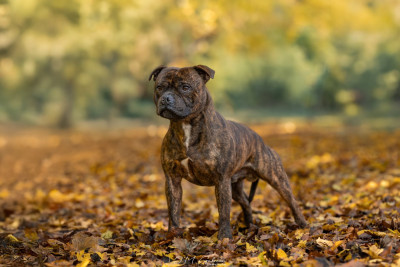 Étalon Staffordshire Bull Terrier - Vagner Empire Of The Red Angel
