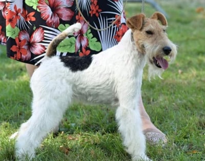Étalon Fox Terrier Poil Dur - Siska Du Puits D'Eiram