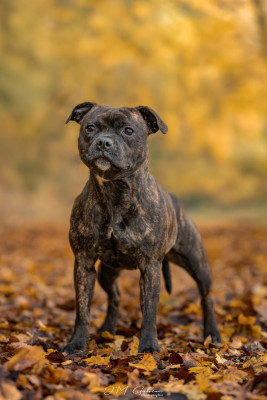 Étalon Staffordshire Bull Terrier - Valkyrie Empire Of The Red Angel