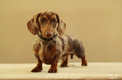 Étalon Teckel poil ras - Kardamom clever brave