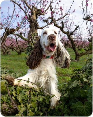 Étalon Cocker Spaniel Anglais - Verylove Leeloo du domaine de la vignelais