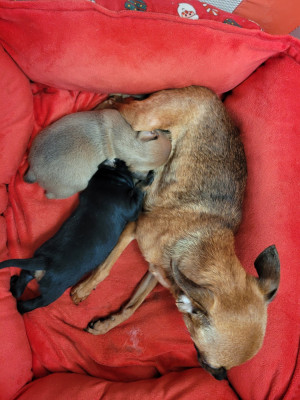 UXIA PRETTY RAMSES De La Caprosia D'Hestia