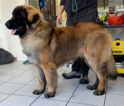 Étalon Leonberger - Aïko Roman Du Domaine Tout Y Croît