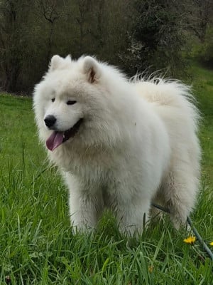 Étalon Samoyède - Volkov magerezh magerezh cali