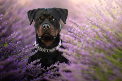 Étalon Rottweiler - Uskana Of The Land Of Midnight